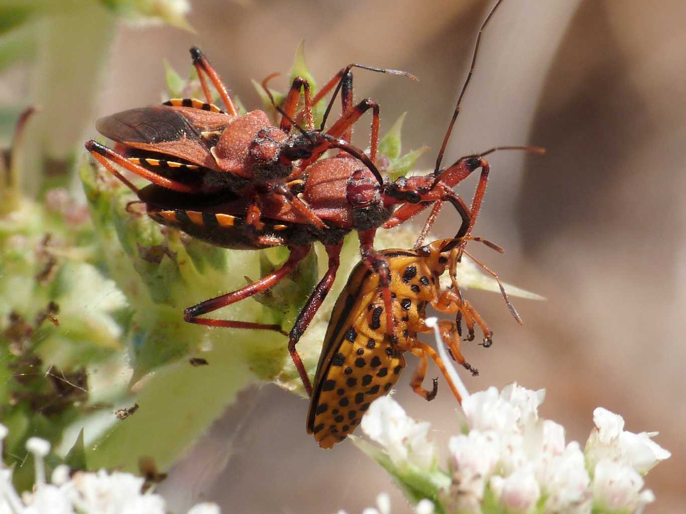 Rhynocoris erythropus preda Graphosoma lineatum